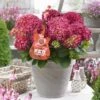 Hortensia Red Reggae (Hydrangea 'Music Collection') -OL Planten Winkel red reggea 2 1