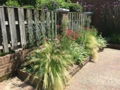 Borderpakket Siergras -OL Planten Winkel renske krijgsman 1 1