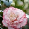 Camelia (Camellia Japonica 'Margaret Davis') -OL Planten Winkel rera03446