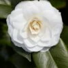 Camelia (Camellia Japonica 'Purity') -OL Planten Winkel rera03507 1
