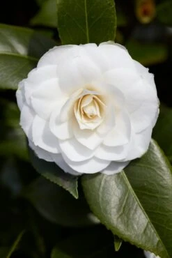 Camelia (Camellia Japonica 'Purity')