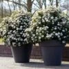 Sneeuwbal Als Bolvorm (Viburnum Tinus 'Eve Price') -OL Planten Winkel rera04753 1 1