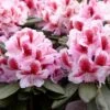 Rhododendron (Rhododendron 'Belami') -OL Planten Winkel rera05113
