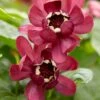 Specerijstruik (Calycanthus 'Aphrodite') -OL Planten Winkel rera05242 1