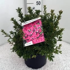 Japanse Azalea (Rhododendron 'Madame Van Hecke') 25 Japanse Azalea (Rhododendron 'Madame Van Hecke') -OL Planten Winkel rh. aj mme van hecke c10