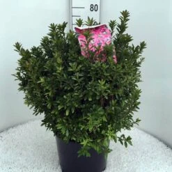 Japanse Azalea (Rhododendron 'Madame Van Hecke') 28 Japanse Azalea (Rhododendron 'Madame Van Hecke') -OL Planten Winkel rh. aj mme van hecke c15