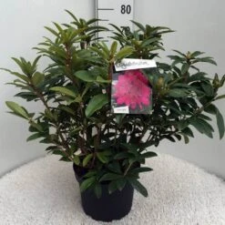 Rhododendron (Rhododendron 'Anah Kruschke') -OL Planten Winkel rh. anah kruschke c10 50 cm