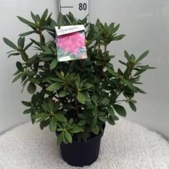 Rhododendron (Rhododendron 'Cosmopolitan') -OL Planten Winkel rh. cosmopolitan c10 50 cm 1