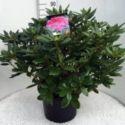 Rhododendron (Rhododendron 'Cosmopolitan') -OL Planten Winkel rh. cosmopolitan c20 1