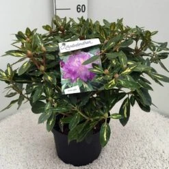 Rhododendron (Rhododendron 'Goldflimmer') -OL Planten Winkel rh. goldflimmer c10 50 cm 2