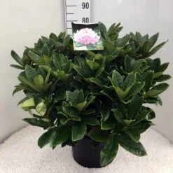 Rhododendron (Rhododendron 'Gomer Waterer') -OL Planten Winkel rh. gomer waterer c20