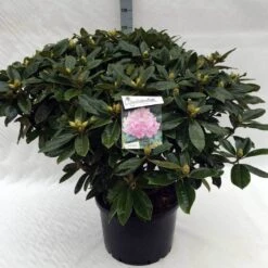Rhododendron (Rhododendron 'Gomer Waterer') -OL Planten Winkel rh. gomer waterer c40