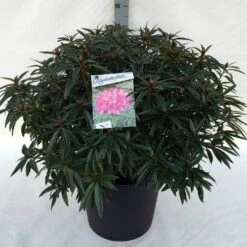 Rhododendron (Rhododendron 'Graziella') -OL Planten Winkel rh. graziella c30