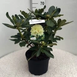 Rhododendron (Rhododendron 'Horizon Monarch') -OL Planten Winkel rh. horizon monarch c10 50 cm