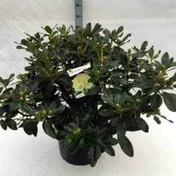 Rhododendron (Rhododendron 'Horizon Monarch') -OL Planten Winkel rh. horizon monarch c40