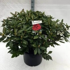 Rhododendron (Rhododendron 'Lord Roberts') -OL Planten Winkel rh. lord roberts c40 2