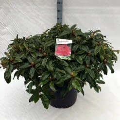 Rhododendron (Rhododendron 'Marie Forte') -OL Planten Winkel rh. marie forte c40 1
