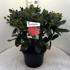 Rhododendron (Rhododendron 'Markeeta's Prize') -OL Planten Winkel rh. markeeta s prize c20 2