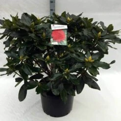 Rhododendron (Rhododendron 'Markeeta's Prize') -OL Planten Winkel rh. markeeta s prize c40