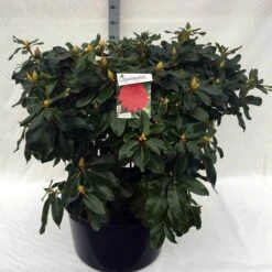 Rhododendron (Rhododendron 'Markeeta's Prize') -OL Planten Winkel rh. markeeta s prize c80 2