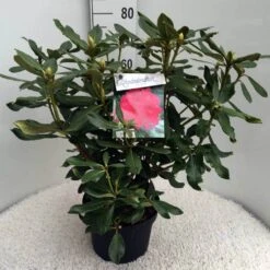 Rhododendron (Rhododendron 'Nova Zembla') -OL Planten Winkel rh. nova zembla c10 50 cm 1