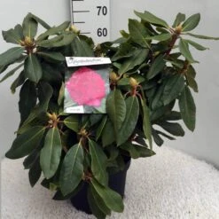 Rhododendron (Rhododendron 'American Beauty') -OL Planten Winkel rh. p. a. beauty c10 50 cm