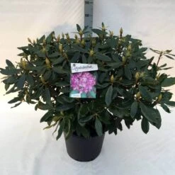 Bosrhododendron (Rhododendron Ponticum 'Roseum') 15 Bosrhododendron (Rhododendron Ponticum 'Roseum') -OL Planten Winkel rh. pont. roseum c30 1