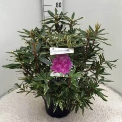 Bosrhododendron (Rhododendron Ponticum 'Variegatum') -OL Planten Winkel rh. pont. variegatum c10 50 cm 2