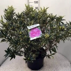 Bosrhododendron (Rhododendron Ponticum 'Variegatum') -OL Planten Winkel rh. pont. variegatum c20