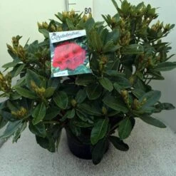 Rhododendron (Rhododendron 'Red Jack') -OL Planten Winkel rh. red jack c20 2