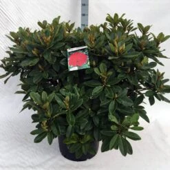 Rhododendron (Rhododendron 'Red Jack') -OL Planten Winkel rh. red jack c40 2