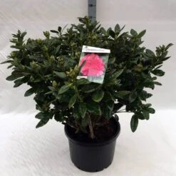 Rhododendron (Rhododendron 'Rocket') -OL Planten Winkel rh. rocket c40