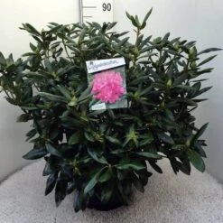 Rhododendron (Rhododendron 'Roseum Elegans') -OL Planten Winkel rh. roseum elegans c20 2