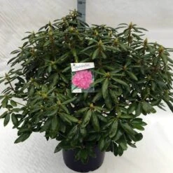 Rhododendron (Rhododendron 'Roseum Elegans') -OL Planten Winkel rh. roseum elegans c40 2
