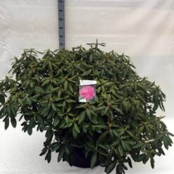 Rhododendron (Rhododendron 'Roseum Elegans') -OL Planten Winkel rh. roseum elegans c80 2