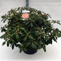 Rhododendron (Rhododendron 'Virginia Richards') 19 Rhododendron (Rhododendron 'Virginia Richards') -OL Planten Winkel rh. virginia richards c40 2