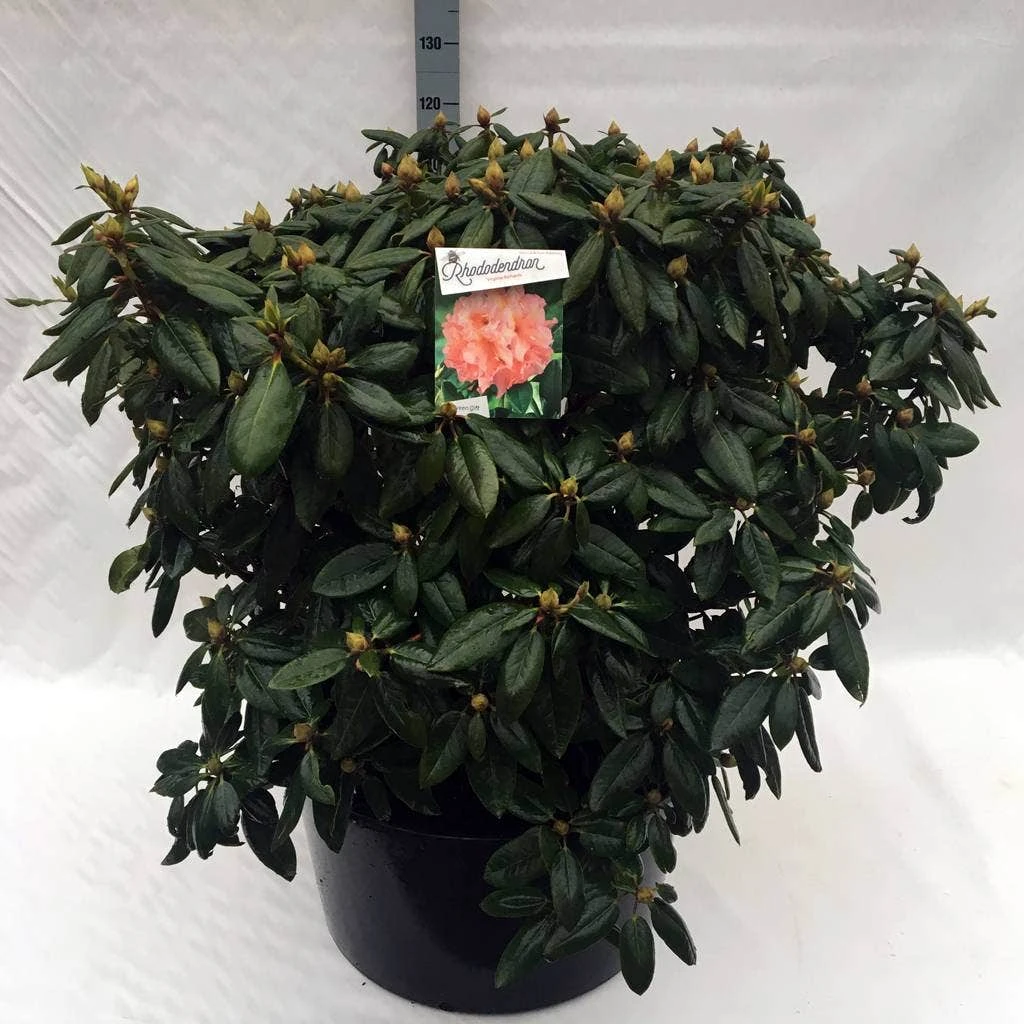 Rhododendron (Rhododendron 'Virginia Richards') 12 Rhododendron (Rhododendron 'Virginia Richards') - Afbeelding 10