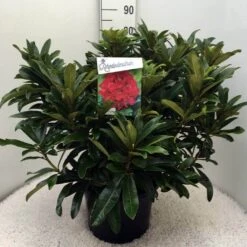 Rhododendron (Rhododendron 'Wilgen's Ruby') -OL Planten Winkel rh. wilgens ruby c20
