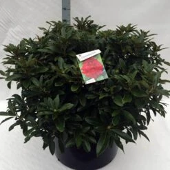Rhododendron (Rhododendron 'Wilgen's Ruby') -OL Planten Winkel rh. wilgens ruby c80