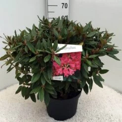 Rhododendron (Rhododendron 'Winsome') -OL Planten Winkel rh. winsome c10 50 cm 1