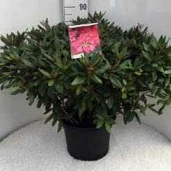 Rhododendron (Rhododendron 'Winsome') -OL Planten Winkel rh. winsome c20 1