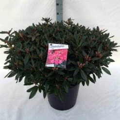 Rhododendron (Rhododendron 'Winsome') -OL Planten Winkel rh. winsome c30 2