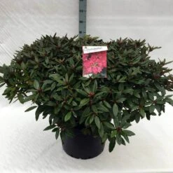 Rhododendron (Rhododendron 'Winsome') -OL Planten Winkel rh. winsome c40 2