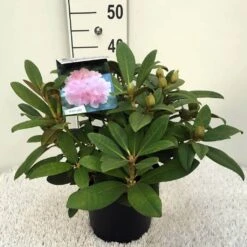 Rhododendron (Rhododendron 'Doc') -OL Planten Winkel rh. y doc c5