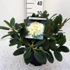 Rhododendron (Rhododendron 'Flava') -OL Planten Winkel rh. y flava c5