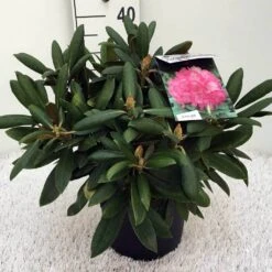 Dwergrhododendron (Rhododendron 'Polaris') -OL Planten Winkel rh. y polaris c5