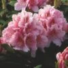 Rhododendron (Rhododendron 'Albert Schweitzer') -OL Planten Winkel rhaschwe 2 1