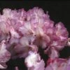 Dwergrhododendron (Rhododendron 'Blurettia') -OL Planten Winkel rhbluret 1 1