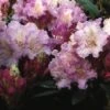 Dwergrhododendron (Rhododendron 'Caroline Allbrook') -OL Planten Winkel rhcallbr 2