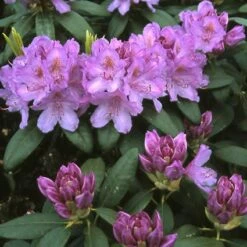 Rhododendron (Rhododendron Catawbiense 'Grandiflorum') -OL Planten Winkel rhcgrand 13